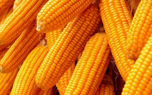 Maize Exporters in Aligarh, Uttar Pradesh