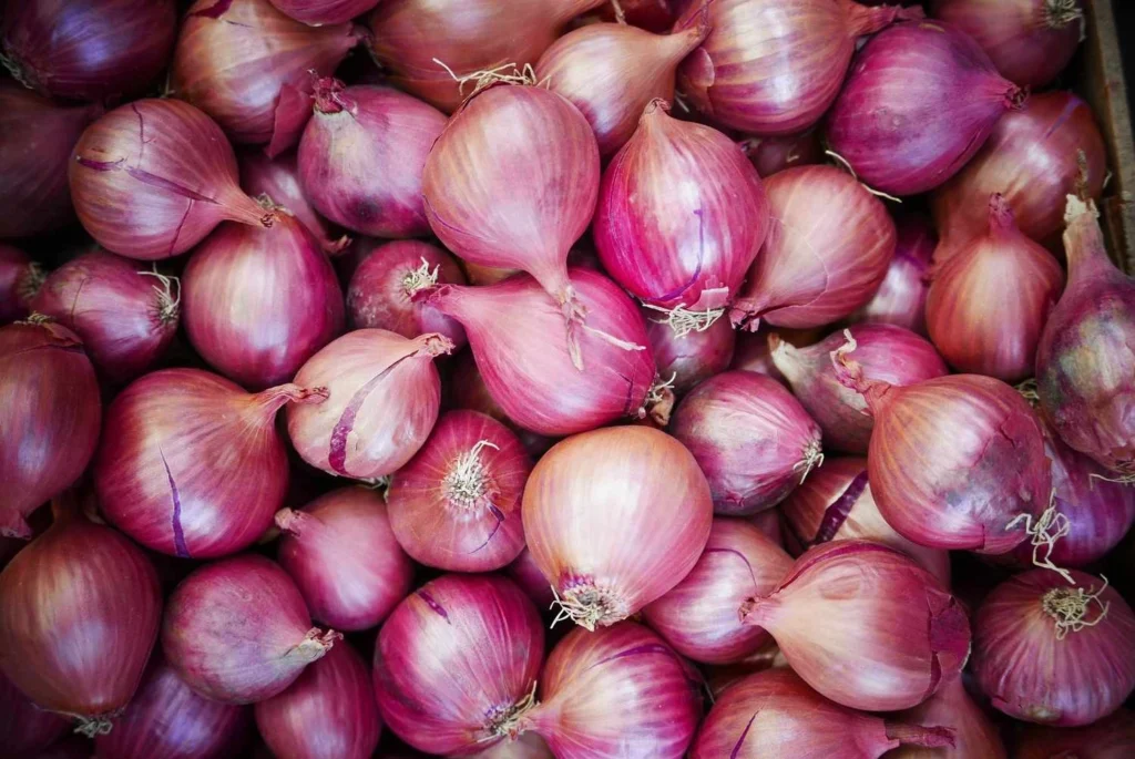 Onion Exporters in Aligarh, Uttar Pradesh